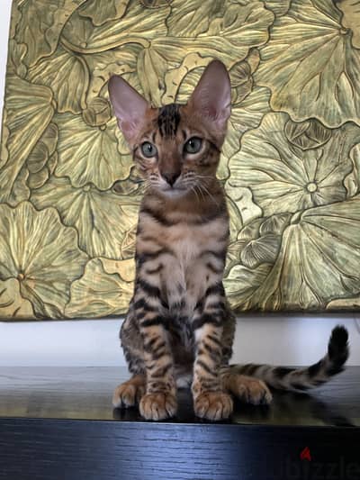 ٢ ذكر بنغال بيور للبيع | 2 Purebred Male Bengal Kittens for Sale