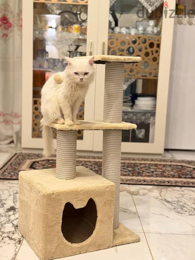 بيت قطة