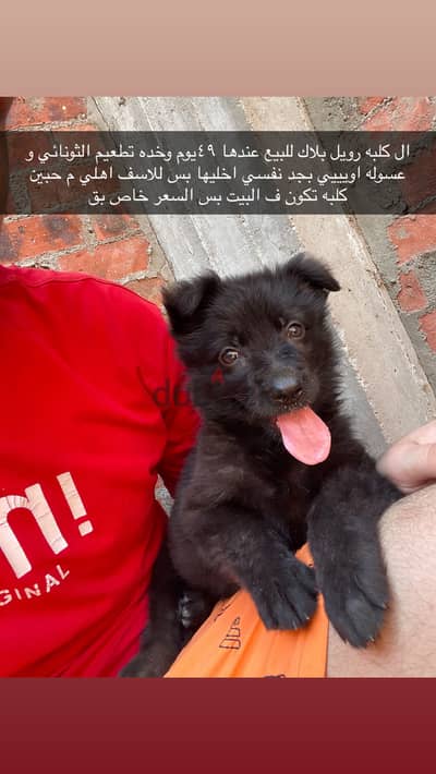 كلب رويل بلاك
