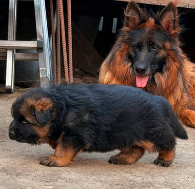 German shepherd puppies male female German جراوي جيرمن شيبرد ذكر انثي