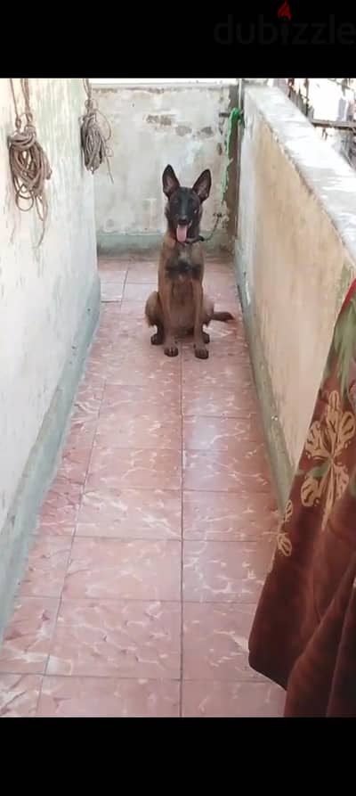 كلب ميلانو للبيع