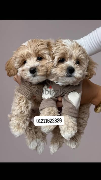 Poodle x maltipoo puppies اجمل جراوي مالتيبو