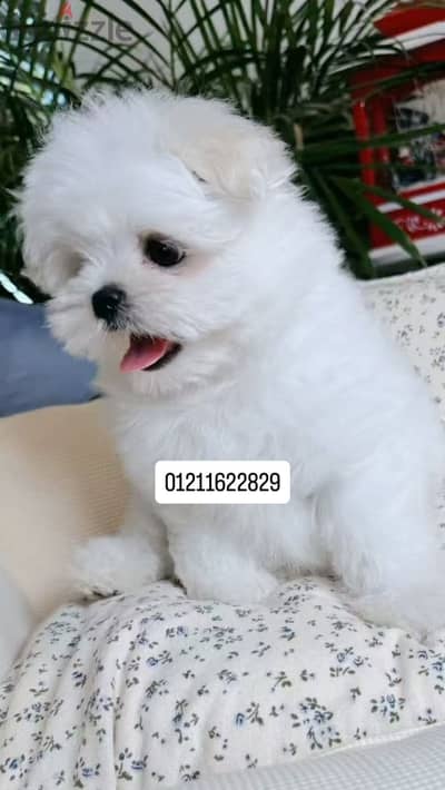 Mini maltese puppies ميني مالتيز