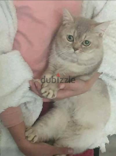 Scottish fold