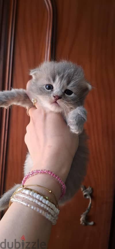 Scottish fold male