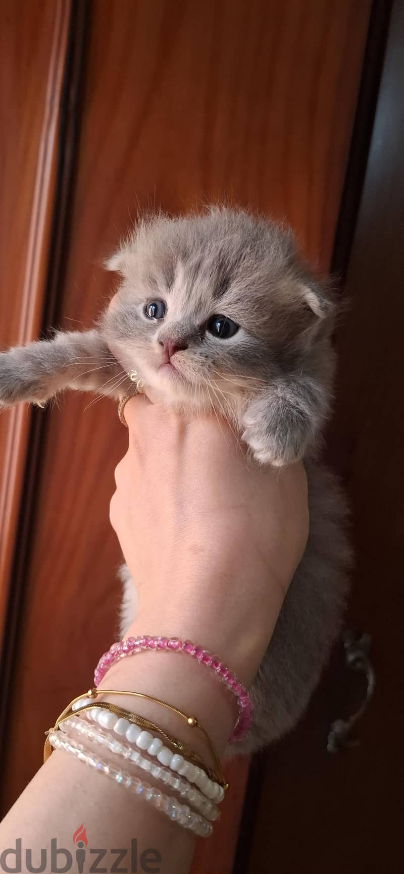 Scottish fold male 1