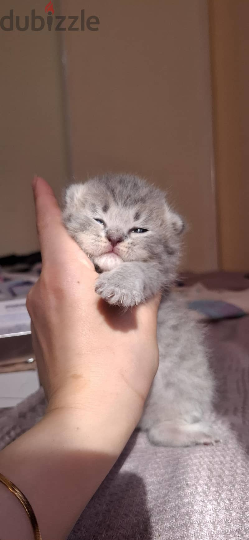 Scottish fold male 2