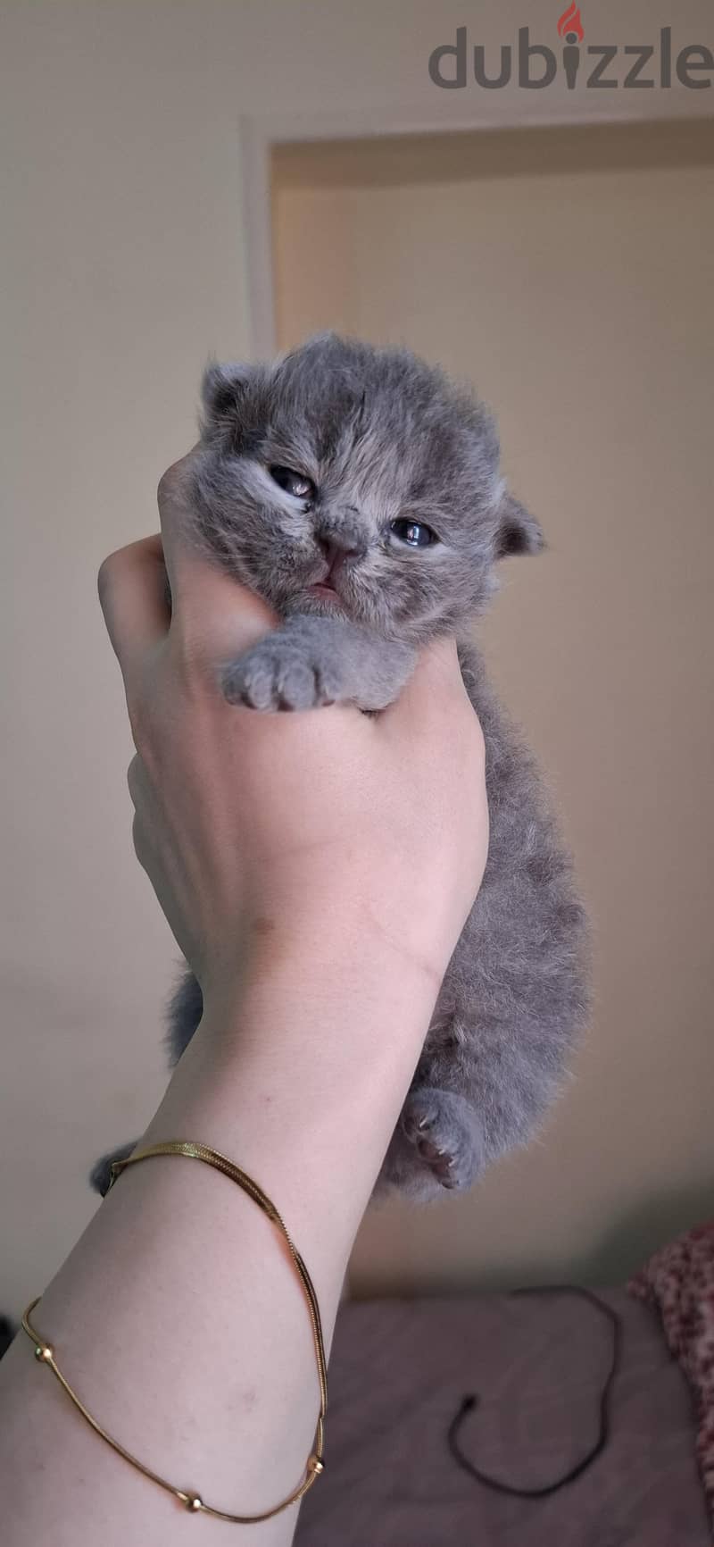 Scottish fold male 3