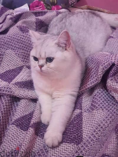 Scottish fold