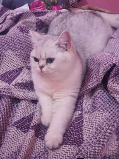 British shorthair