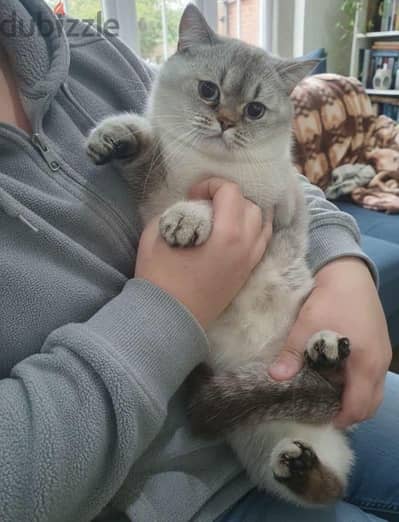 Scottish fold