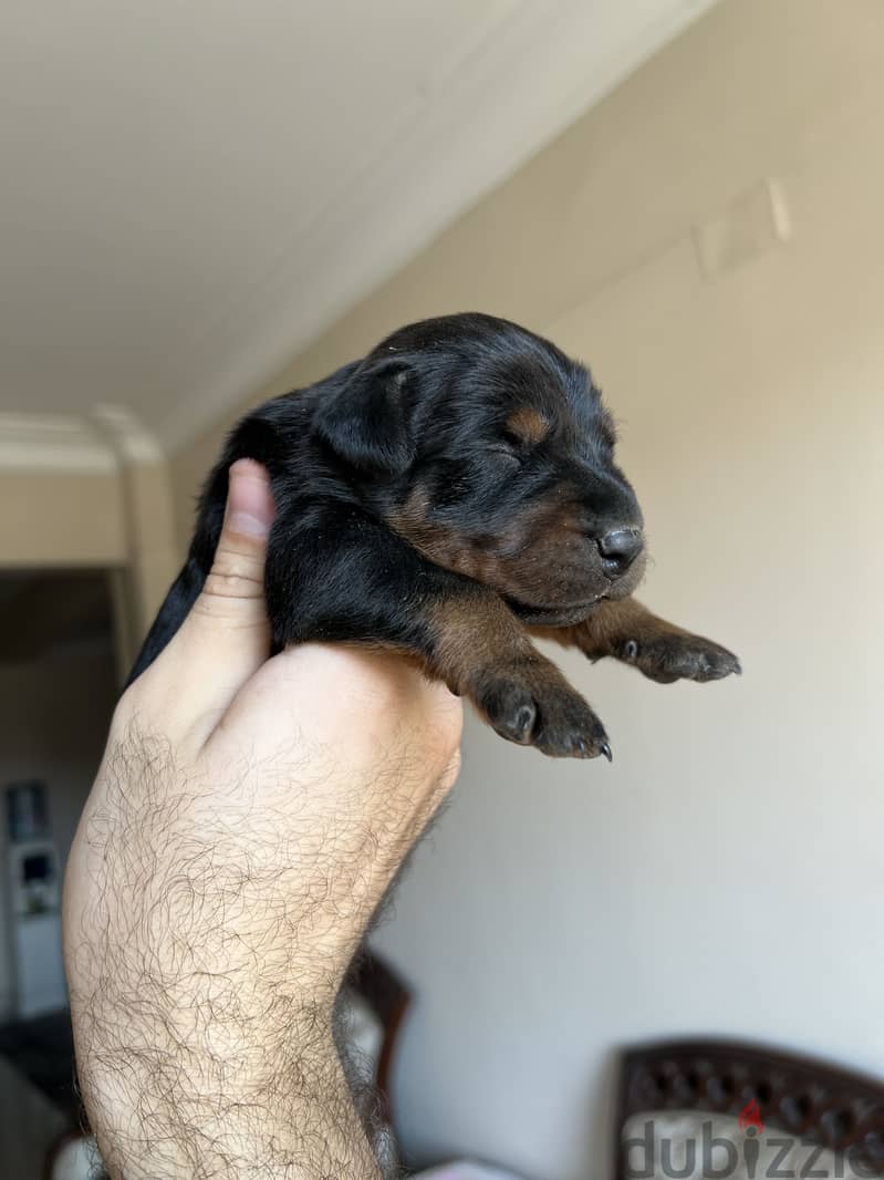 Doberman puppies 3
