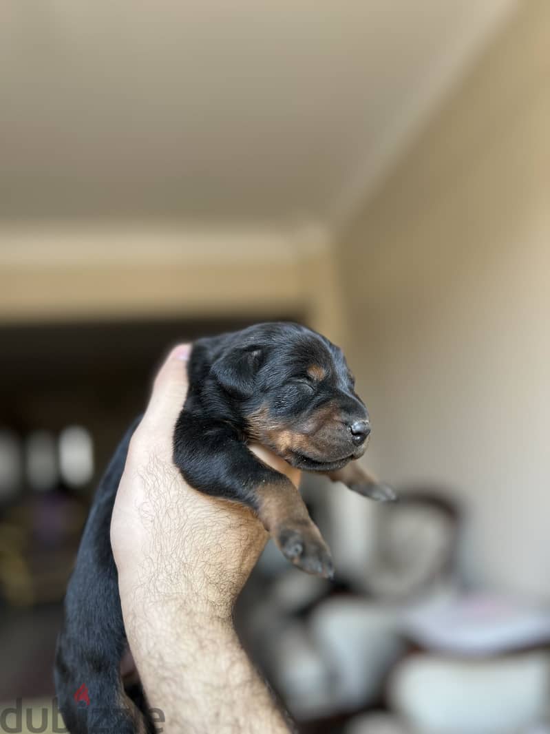 Doberman puppies 4