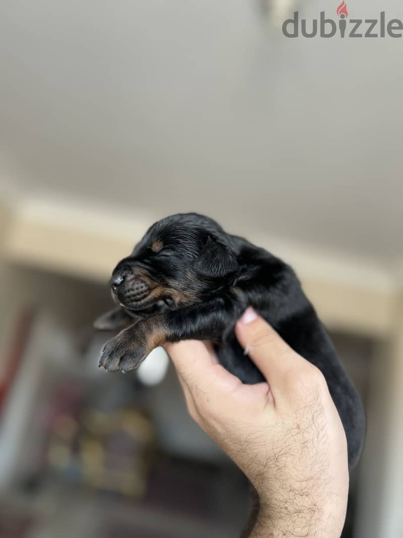 Doberman puppies 2