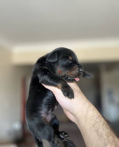 Doberman puppies