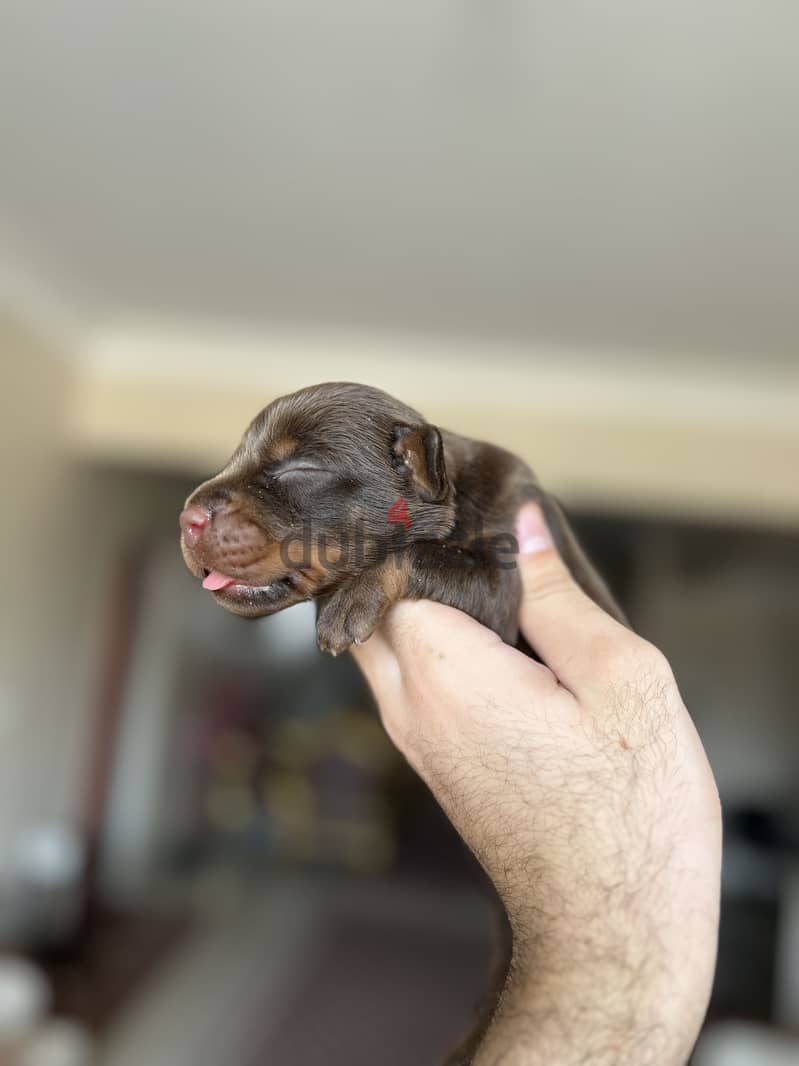 Doberman puppies 1
