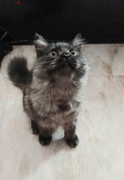 For Adoption