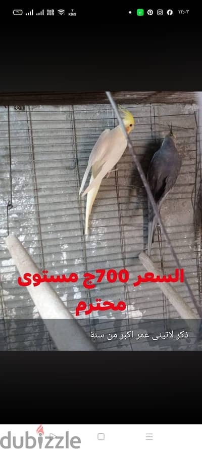 تصفية كوكتيل البينو ولاتيني وروز واسترالى