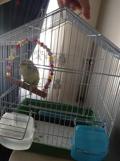 Australian Budgie Female + Cage