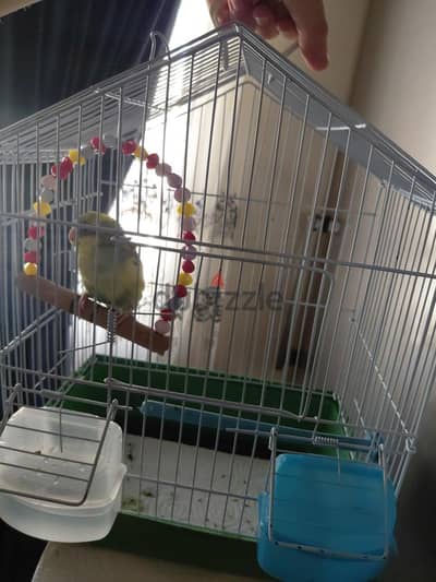 Australian Budgie Female + Cage 