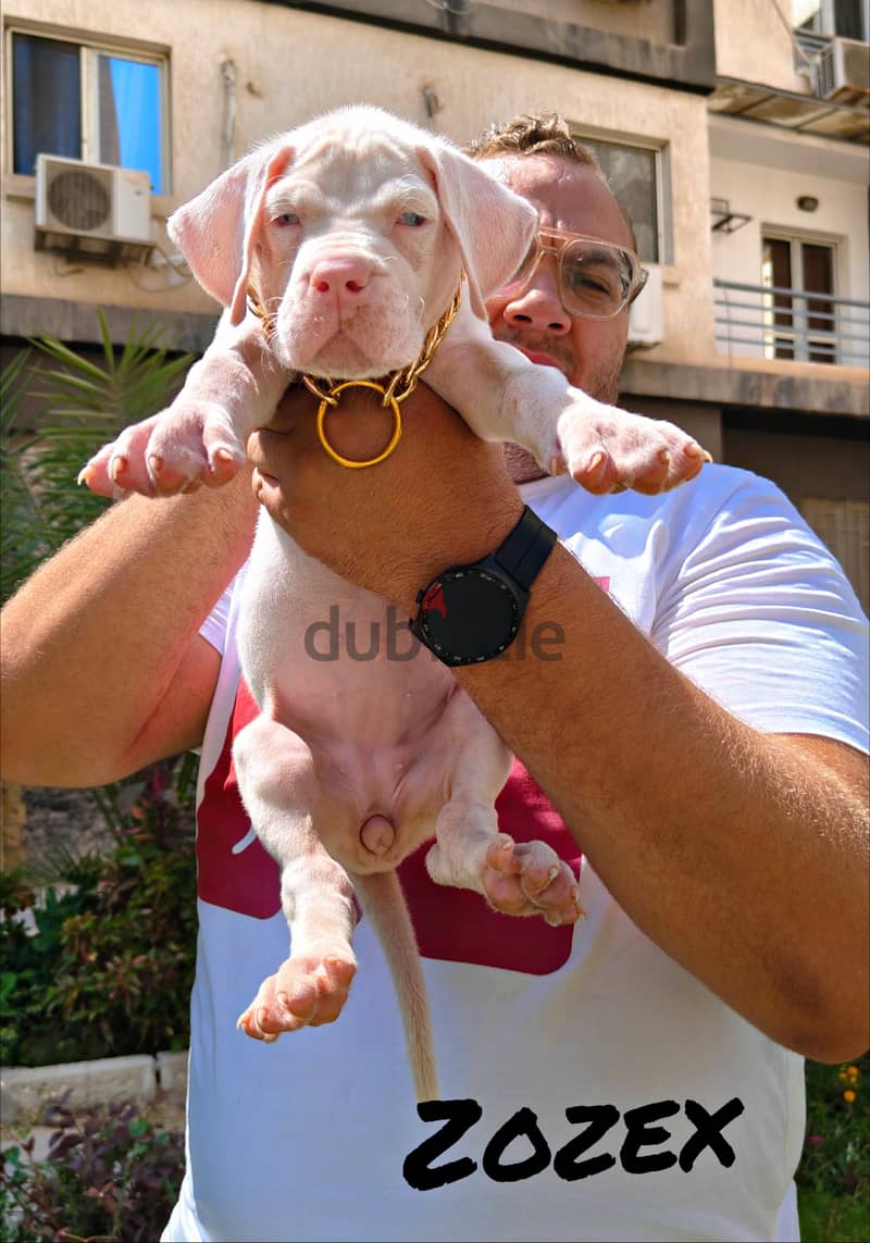 Great dane 1