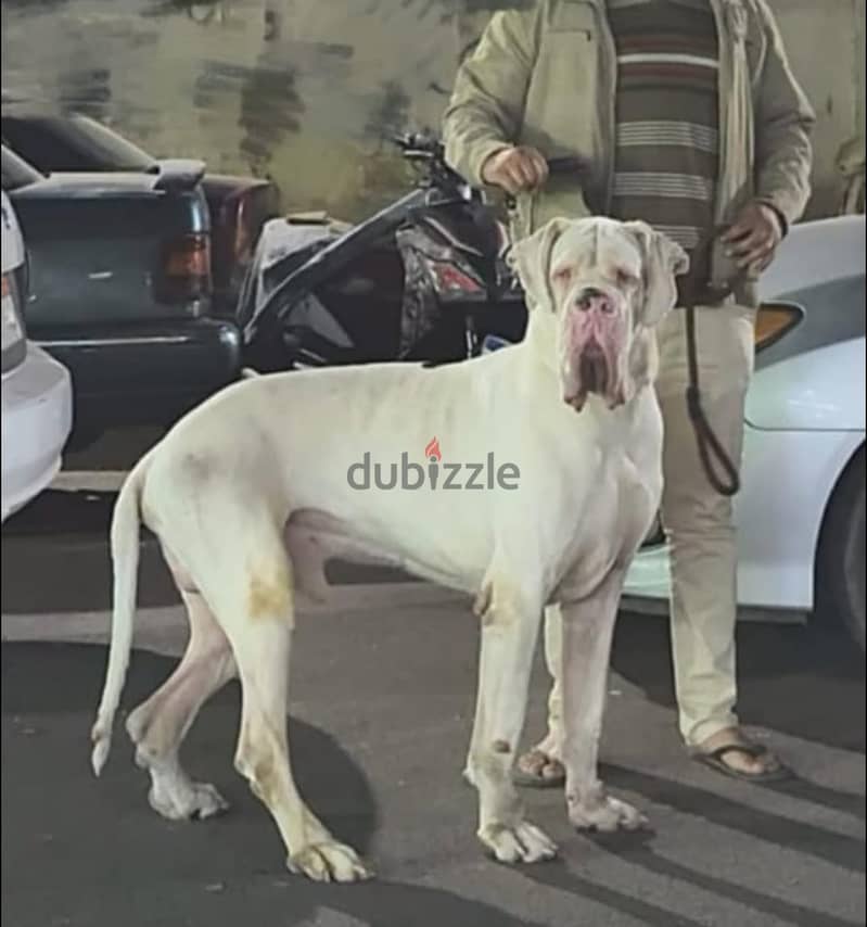 Great dane 3