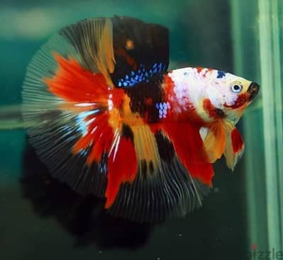 حوضين ٨٠سم