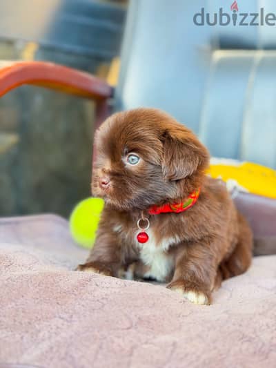 Mini Havanese ميني هافانيز