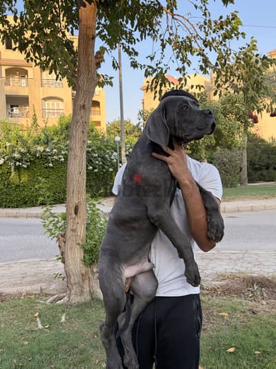 Purebred cane corso oversized