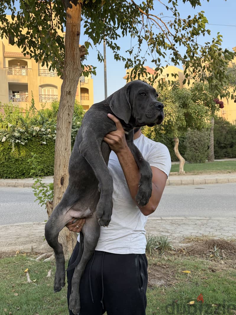 Purebred cane corso oversized 1