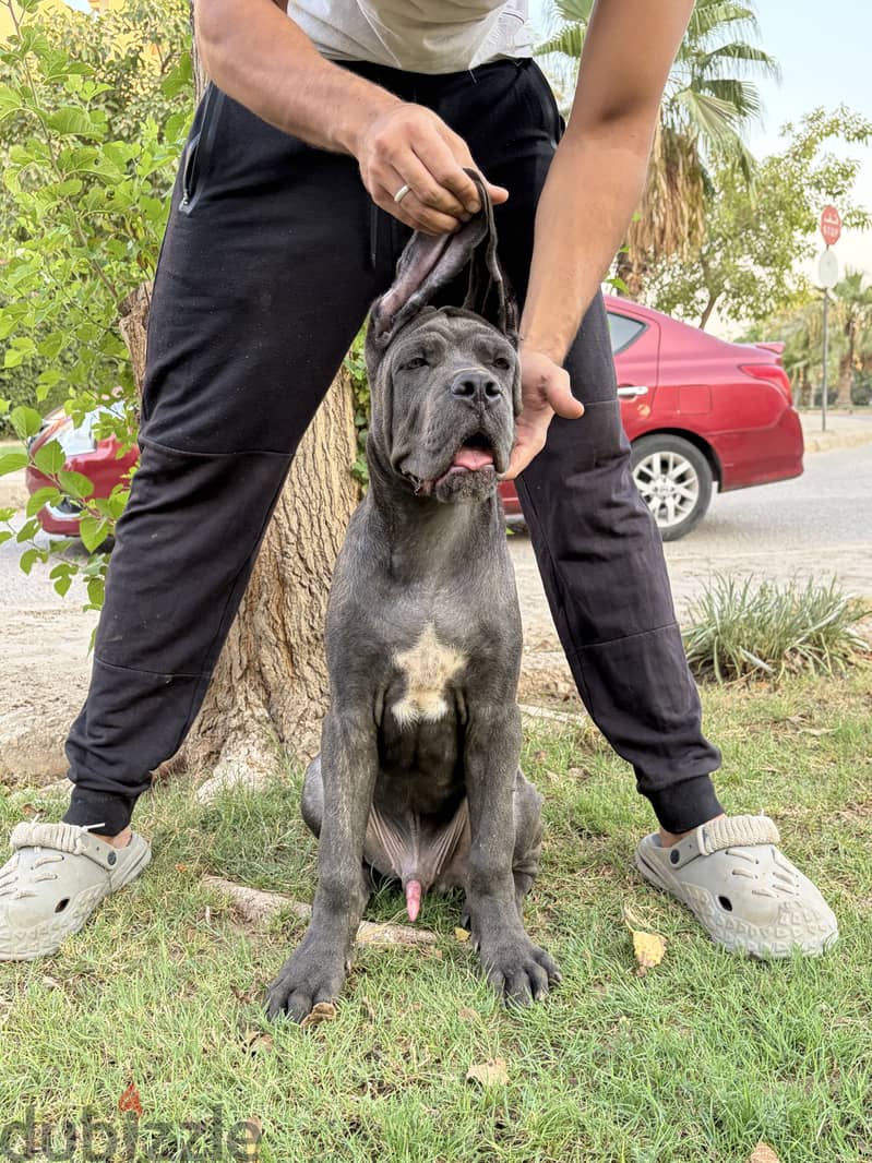 Purebred cane corso oversized 2