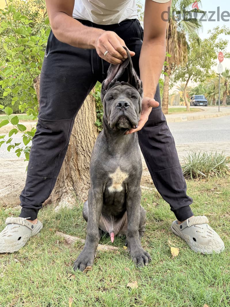 Purebred cane corso oversized 3