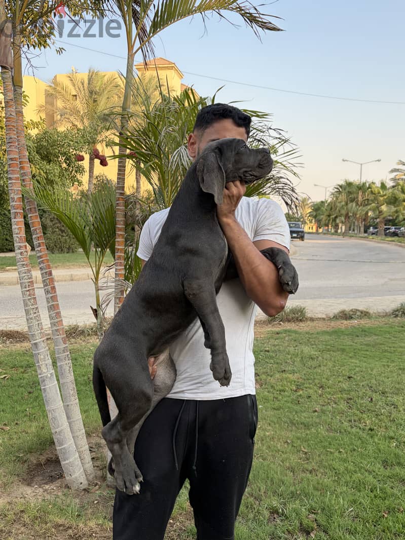 Purebred cane corso oversized 4