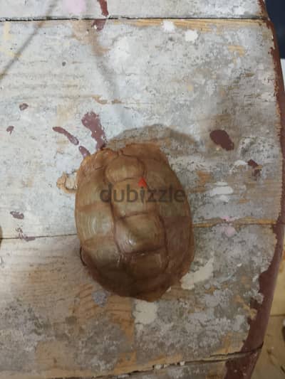للماماا