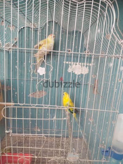 ٣ قصوص  ريدرام ٢ شغالين وواحد حبشي اول شغل
