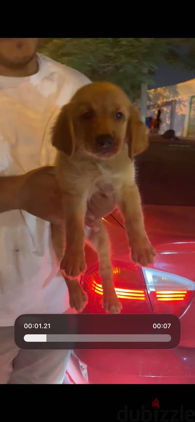 Golden retriever for sale 45 days ready for his home