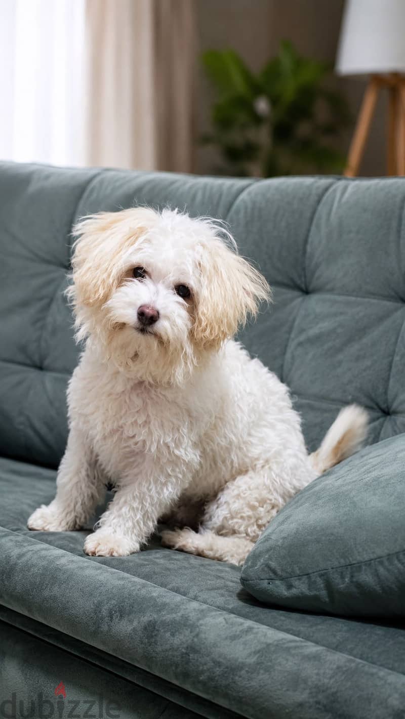 Maltese dog 1
