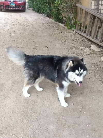 Siberian husky male كلب هاسكي دكر