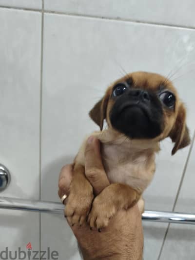 جورية pug 55 يوم