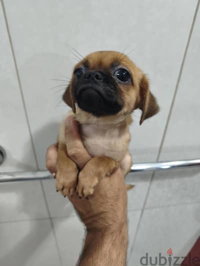 جورية pug 55 يوم