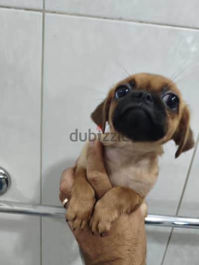 pug 60يوم