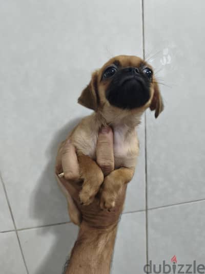 pug 60يوم