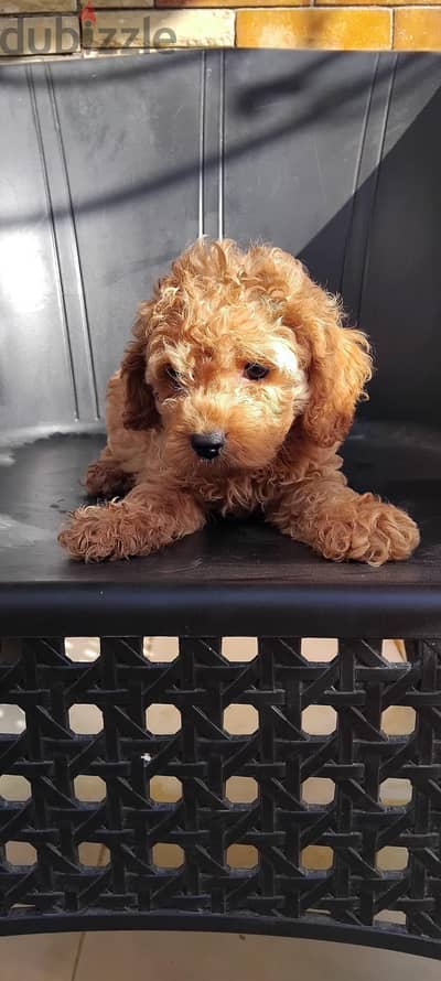 toy poodle so lovely