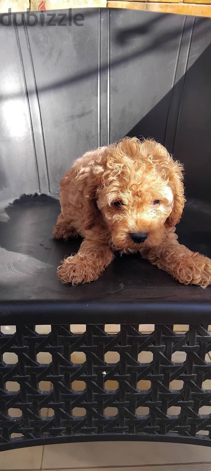 toy poodle so lovely 1