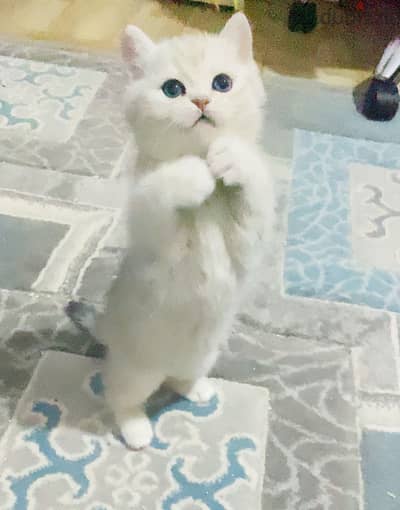 British cat NS12 silver قط بريتش سيلفر وايت تايجر