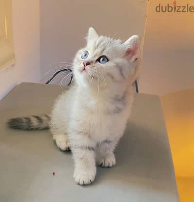 British cat NS11 silver قطه بريتش شورت هير