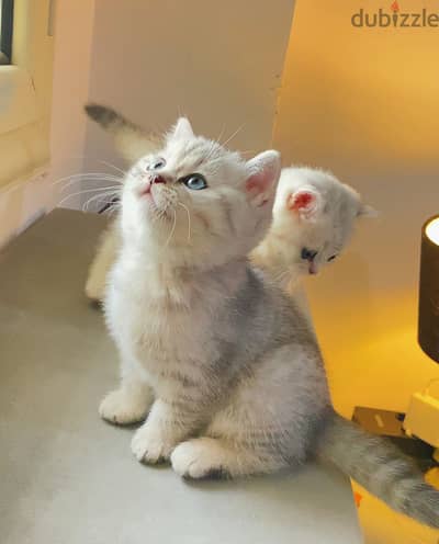 British cat NS11 silver قطه بريتش شورت هير