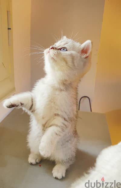 British cat NS11 silver قطه بريتش شورت هير