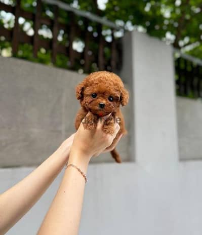 mini poodle puppy's بيور