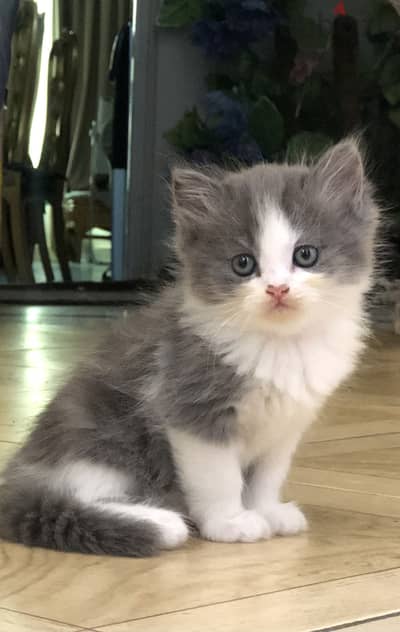 Shirazi female kitten- قطة انثى شيرازي